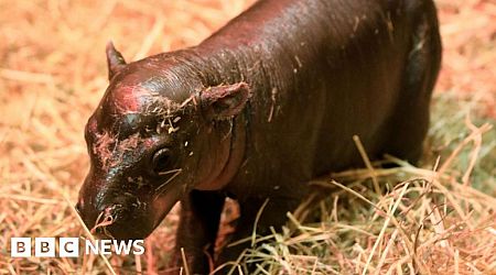 'Incredibly rare' pygmy hippo born at Edinburgh zoo