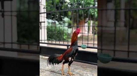 Ayam Bangkok #trending #subscribe #chiken #youtubeshorts #highlights