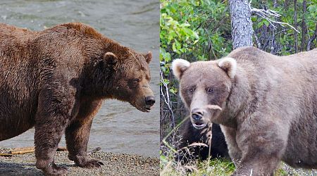 All Hail Grazer: Corpulent Queen Wins Fat Bear Week for Second Year in a Row