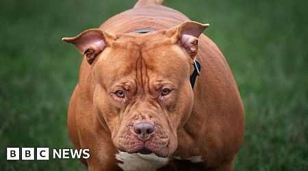 Police confirm dog that killed girl was XL bully