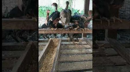 Anak ayam Bangkok Usia 1 bulan 