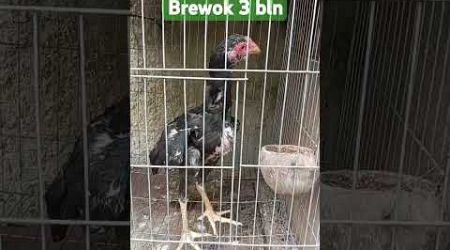 Ayam bangkok brewok usia 3 bulan 7 #shorts #ayam #ternakayam #ayambangkok #ayammangon #hobyayam