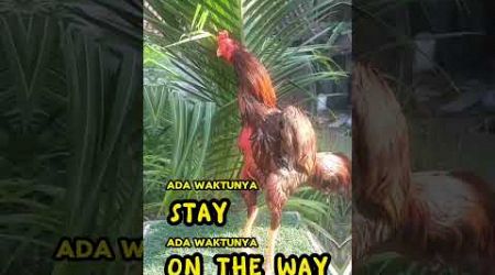 AYAM BANGKOK LAGI BERJEMUR #rooster #youtubeshorts