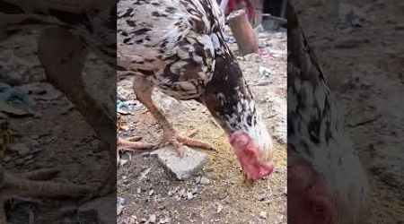 Ayam bangkok habis turun sarang #shorts #shortvideo #shortsvideo #shortsviral #ayam #ayambangkok