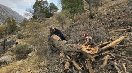 Exploring the nomadic lifestyle of Iran | How to prepare firewood in the style of Iranian nomads