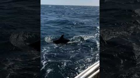 Orcas Approaching... What would you do? They did some serious damage to our rudder!