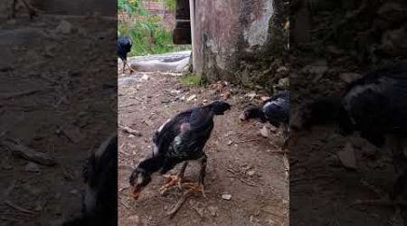 Ayam bangkok klasik