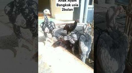 Anak Ayam Bangkok #ayam #aseelmurga #vidioshort #fypシ゚viral