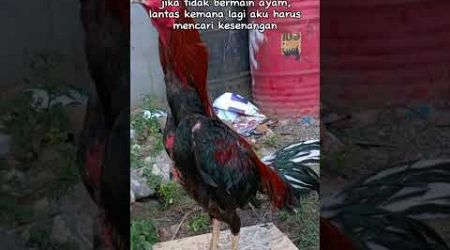 Hoby nya di ayam