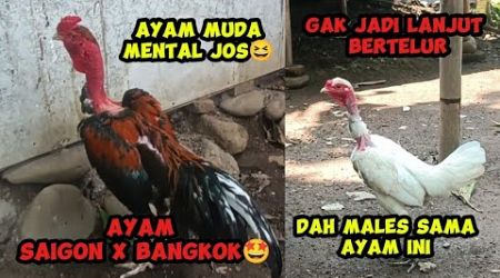 AYAM BANGKOK X SAIGON HASIL TUKERAN SAMA SAIGON NGESELIN