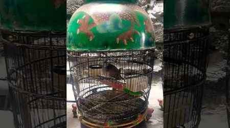 BURUNG PERKUTUT LOKAL &amp; BANGKOK #burung #perkutut #lokal #bangkok