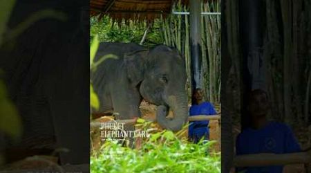 Phuket elephant care (Loch Palm Camp) #elephant #phuketelephantsanctuary #ช้างภูเก็ต