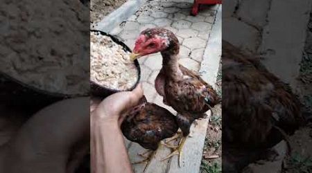 Anak ayam Bangkok usia 2 bulan setengah