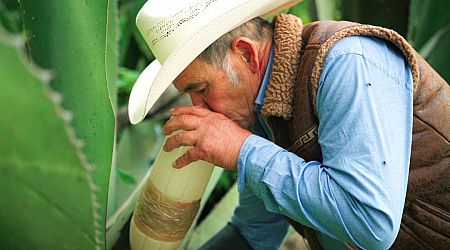 Could Mexican pulque be the next tequila or mezcal?