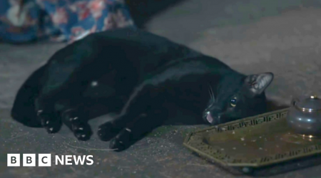 Convulsing cat in Thai TV show sparks abuse concerns