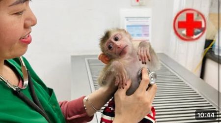 Diana the monkey had to be hospitalized for a medical examination.