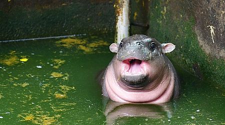 Moo Deng The Baby Hippo Wins TikTok 2024 Video Of The Year Award in Thailand