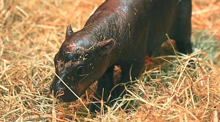 Moo-ve over Moo Deng: New baby hippo 'Haggis' challenges for the cuteness crown