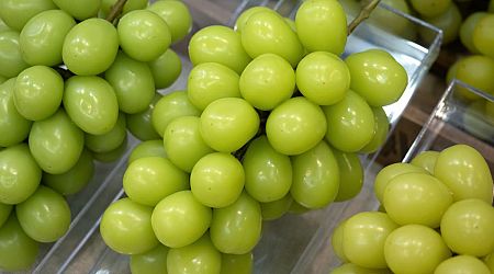 Shine Muscat grapes in Singapore safe to eat, says SFA after Thai contamination concerns