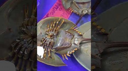 Thailand. Pattaya. Seafood market. Horseshoe Crab. Таиланд. Паттая. Рынок морепродуктов. Мечехвост.