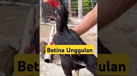 Ayam Bangkok Betina Unggulan#ayambangkokindinesia #shorts