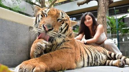 Tiger Kingdom Walking Tour Phuket Thailand 