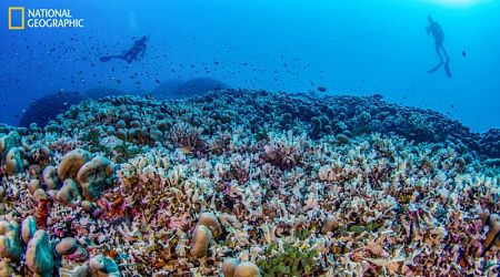 World’s largest coral discovered in Solomon Islands