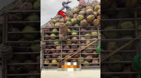 थाईलैंड के लोग बंदरों से नारियल तुड़वाते हैं | People In Thailand Make Monkeys Crack Coconuts