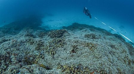 'It's extraordinary': Scientists discover world's largest coral grown over 3 centuries