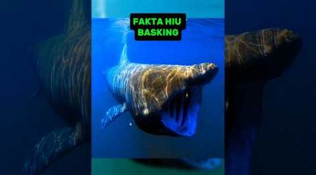 Fakta Unik Hiu Basking #shorts #facts #faktaunik #faktahewan #edukasi #education