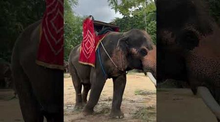 Feeding the elephants @ Pattaya Thailand. #elephant l#elephantvideo #animals #thailand #pattaya