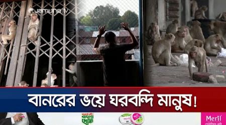 রাস্তায় বের হলেই বানরের হামলা! | Thailand Monkey Mania | Jamuna TV