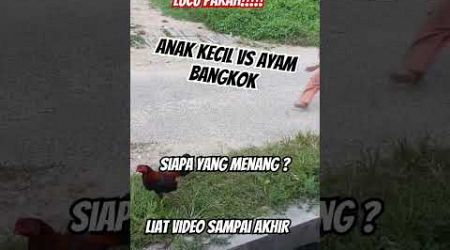 Lucu parah!!! Anak kecil vs Ayam bangkok #video #viralvideo #viralshorts #lucu #anakanak #ayam