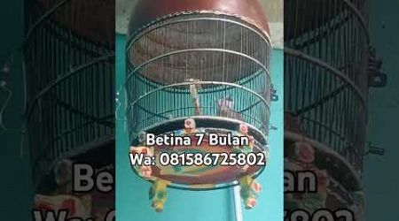 Suara Perkutut Bangkok Betina Ujung Ndlosor#burungperkutut#perkututbangkok#suaraperkututbangkok