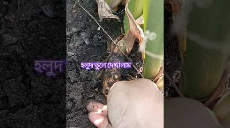 কি ভাল হলুদ হয়েছে #shorts_video #gardening # mousumi samui