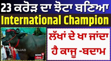 Live | Sirsa | 23 ਕਰੋੜ ਦਾ ਝੋਟਾ ਬਣਿਆ International Champion, ਲੱਖਾਂ ਦੇ ਖਾ ਜਾਂਦਾ ਹੈ ਕਾਜੂ -ਬਦਾਮ | N18L