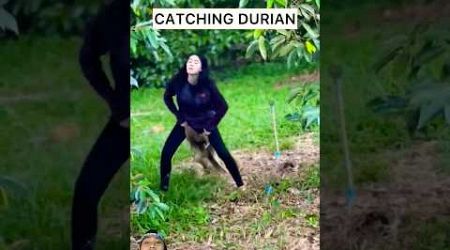 GADIS THAILAND INI AHLINYA MENANGKAP DURIAN