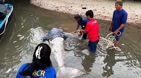 Headless dugong found floating off Phuket coast