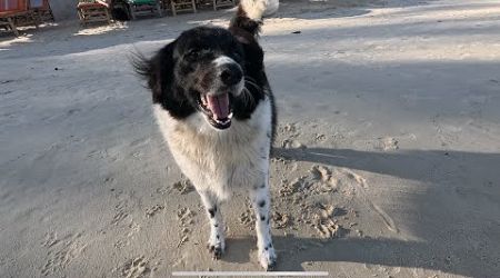 Restday with beach dog in Koh Samui