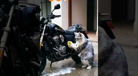 CAT WAS CARWASHING #shortsviral #funny #international #catvideos #internationalfunny #funnycatvideos