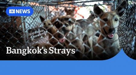 Bangkok&#39;s new rules spark fears of spike in abandoned pets | ABC News