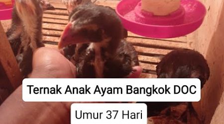 Ternak Ayam Bangkok DOC