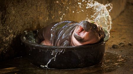 Moo Deng the Viral Pygmy Hippo Has Inspired a Thai Pop Song