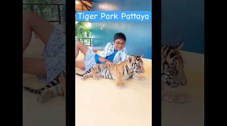 Tiger Park Pattaya #thailand #thailandtravel #thailandtourism #tigerpark #tiger #tigers