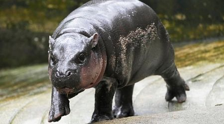 Thailand's baby pygmy hippo Moo Deng now has an official song in 4 languages