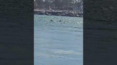 DOLPHINS AND BOATS AT THE JETTY