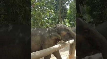 FEEDING ELEPHANTS WITH THAI GIRLFRIEND IN PHANG NGA