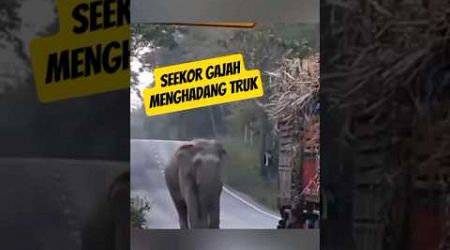 Raja Jalanan Thailand: Gajah Pemungut Tebu #shorts #keluargacemoro #thailand