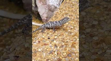 Gecko on the road, Koh Samui, Tiny dinosaur and lizard, super close look, Tropical animal, thailand