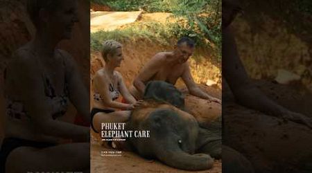 Phuket elephant care (Loch Palm Camp) #elephant #phuketelephantsanctuary #ช้างภูเก็ต